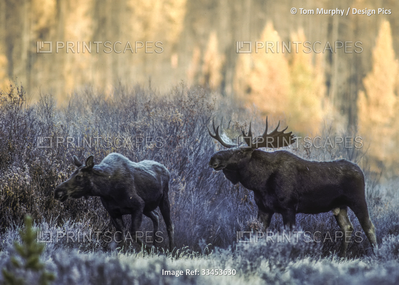 A bull moose (Alces alces) courting a cow moose walking through the frosted ...