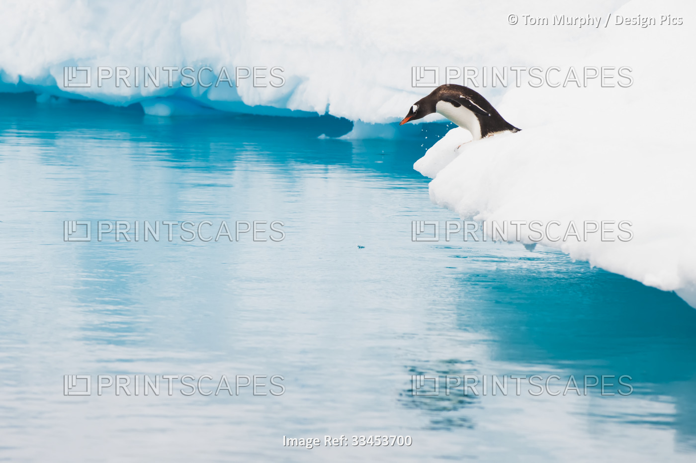 Gentoo penguin (Pygoscelis papua) looks down at the blue ocean water from an ...