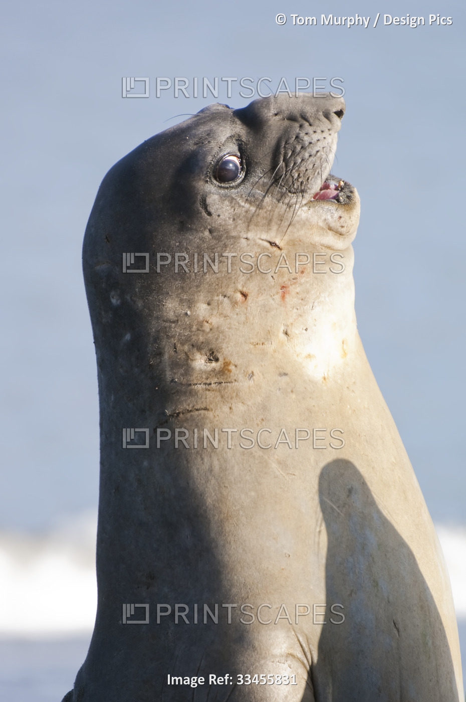 Portrait of southern elephant seal pup (Mirounga leonina) with a comical ...