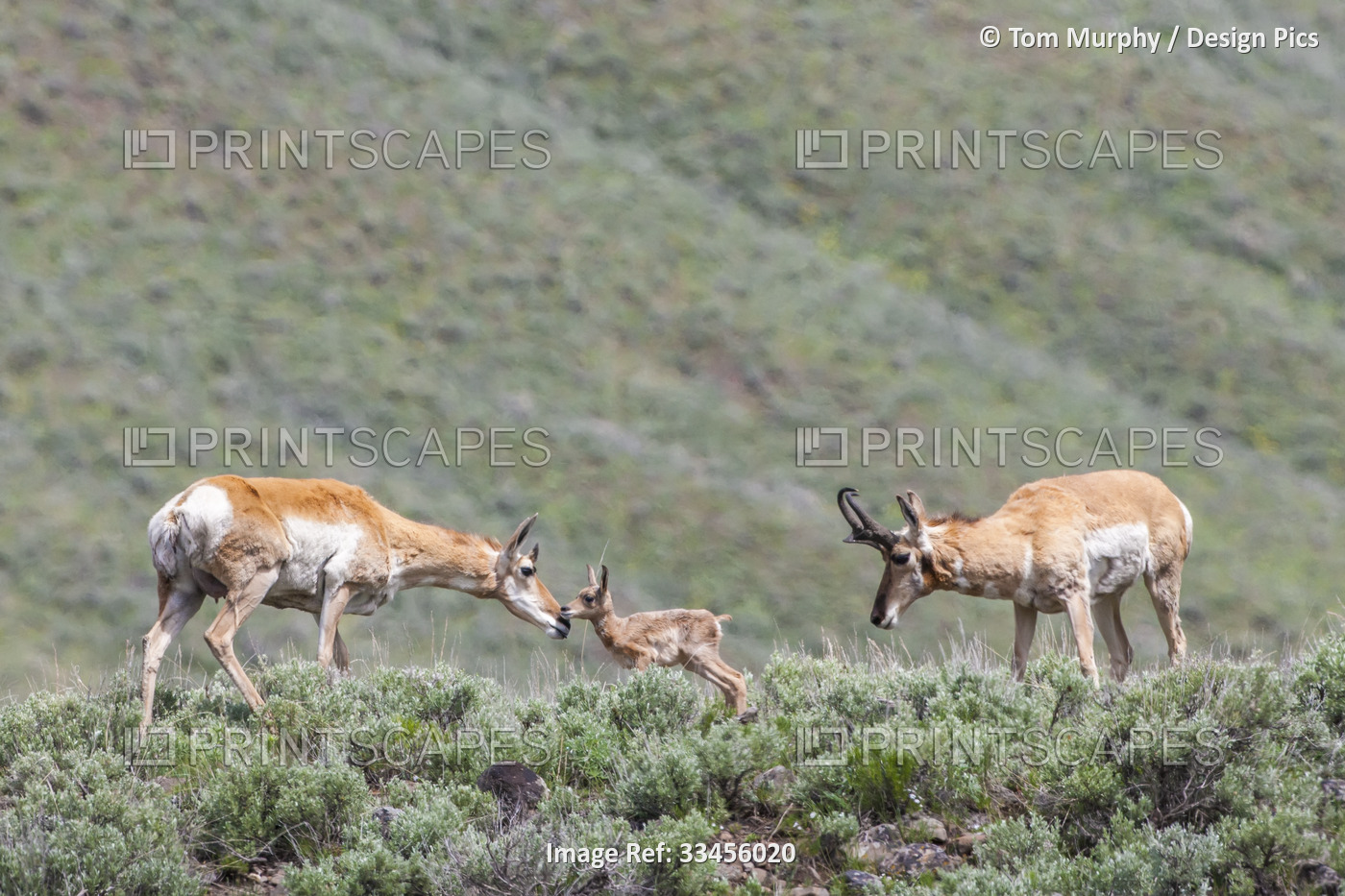 Pronghorn antelope doe (Antilocapra americana) and her newborn fawn standing in ...