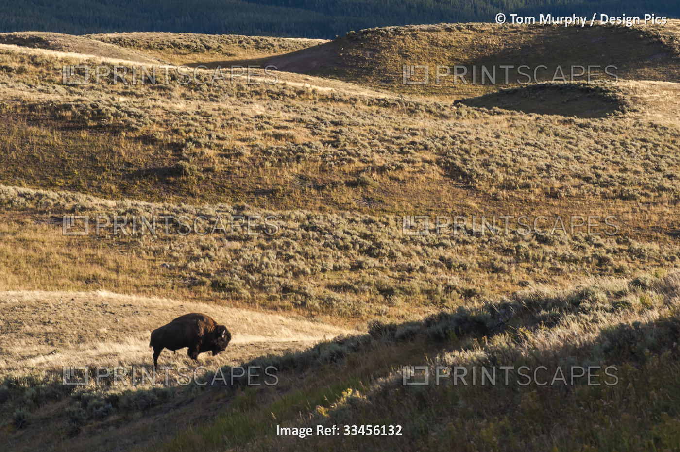 A lone American bison bull (Bison bison) grazing in a remote sagebrush field; ...