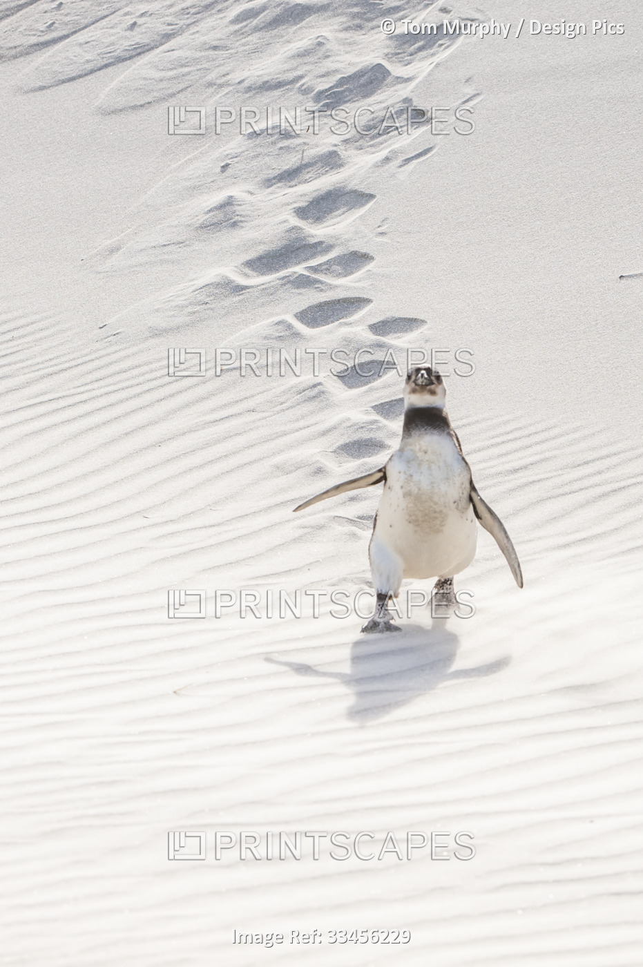 A magellanic penguin (Spheniscus magellanicus) walking down a sandy slope ...