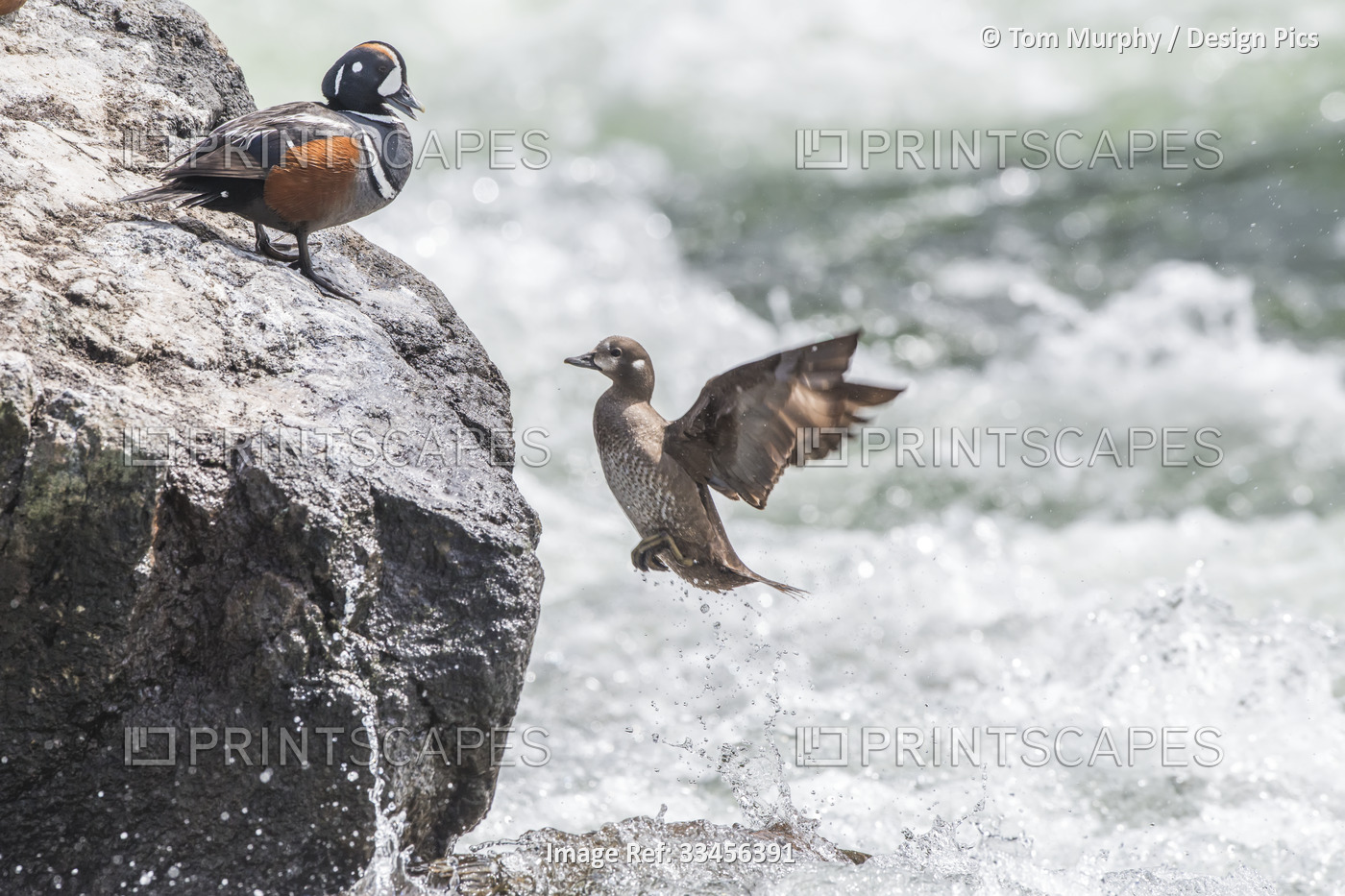 Pair of harlequin ducks (Histrionicus histrionicus) with the female flying over ...