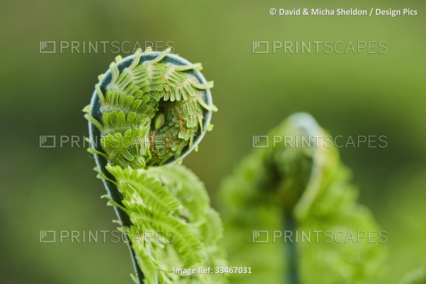 Close-up detail of the curled end of a male fern or worm fern (Dryopteris ...