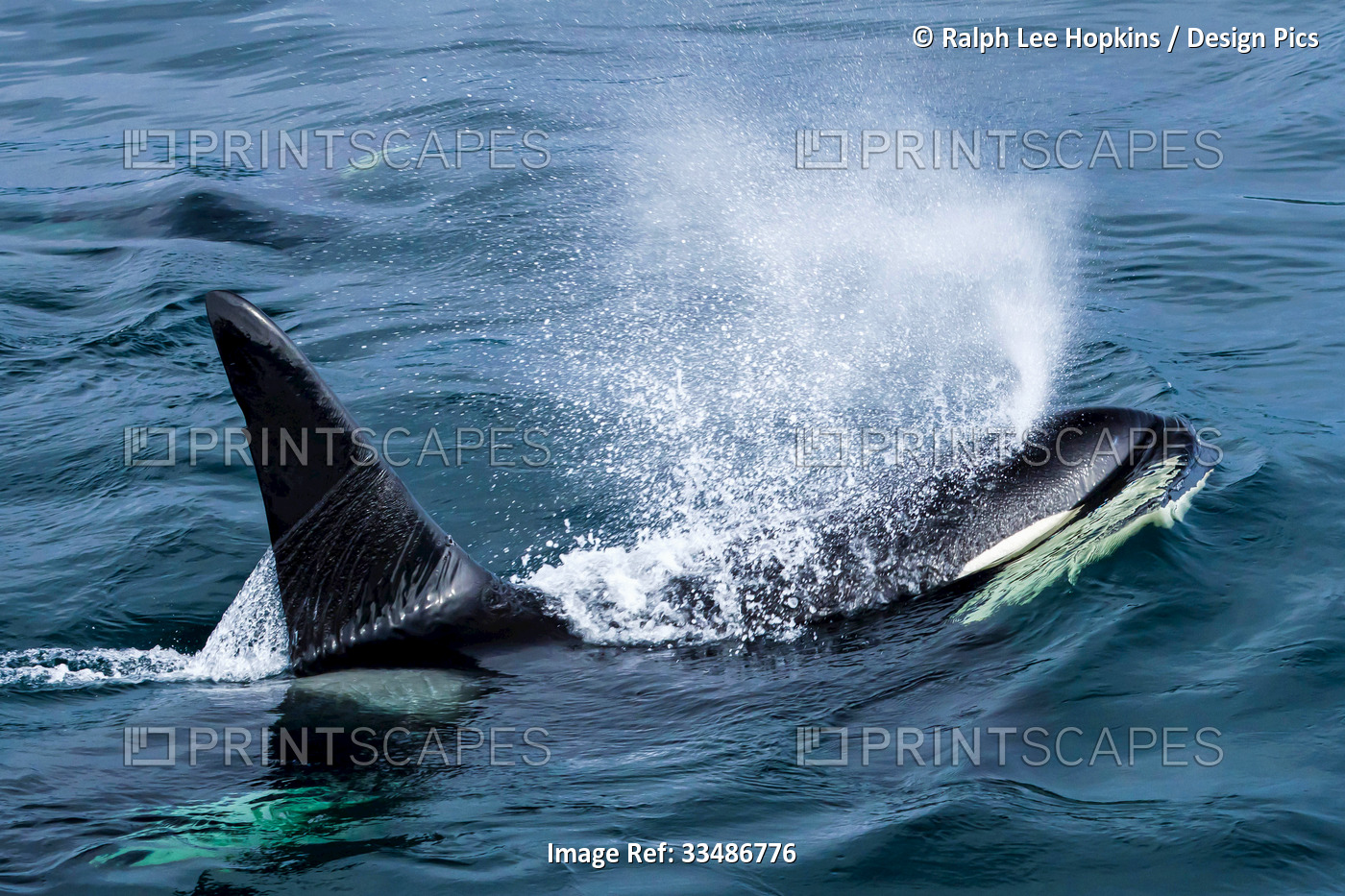 View from above of a killer whale spraying through its blowhole.