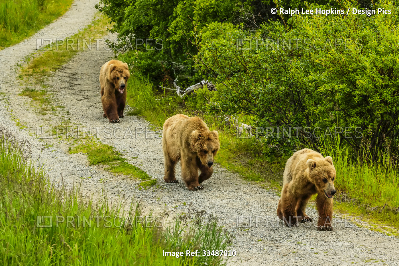 Brown bears, Ursus arctos, walking the  road at Brooks Camp.
