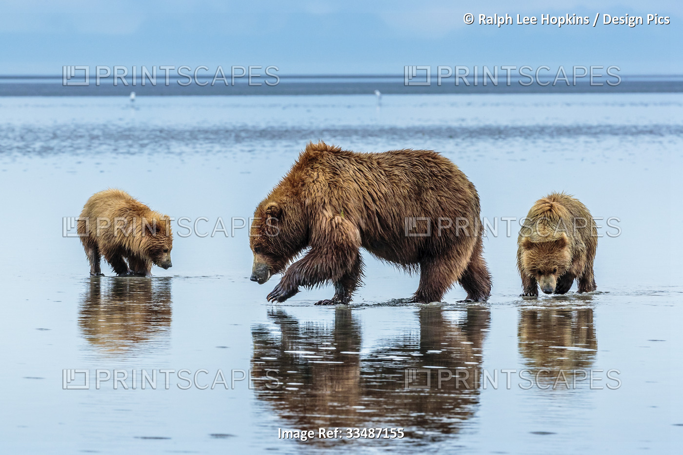 Coastal brown bears, Ursus arctos, digging and eating clams at Sliver Salmon ...