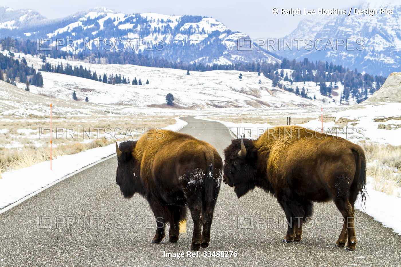 Two buffalo cross a paved road in winter.
