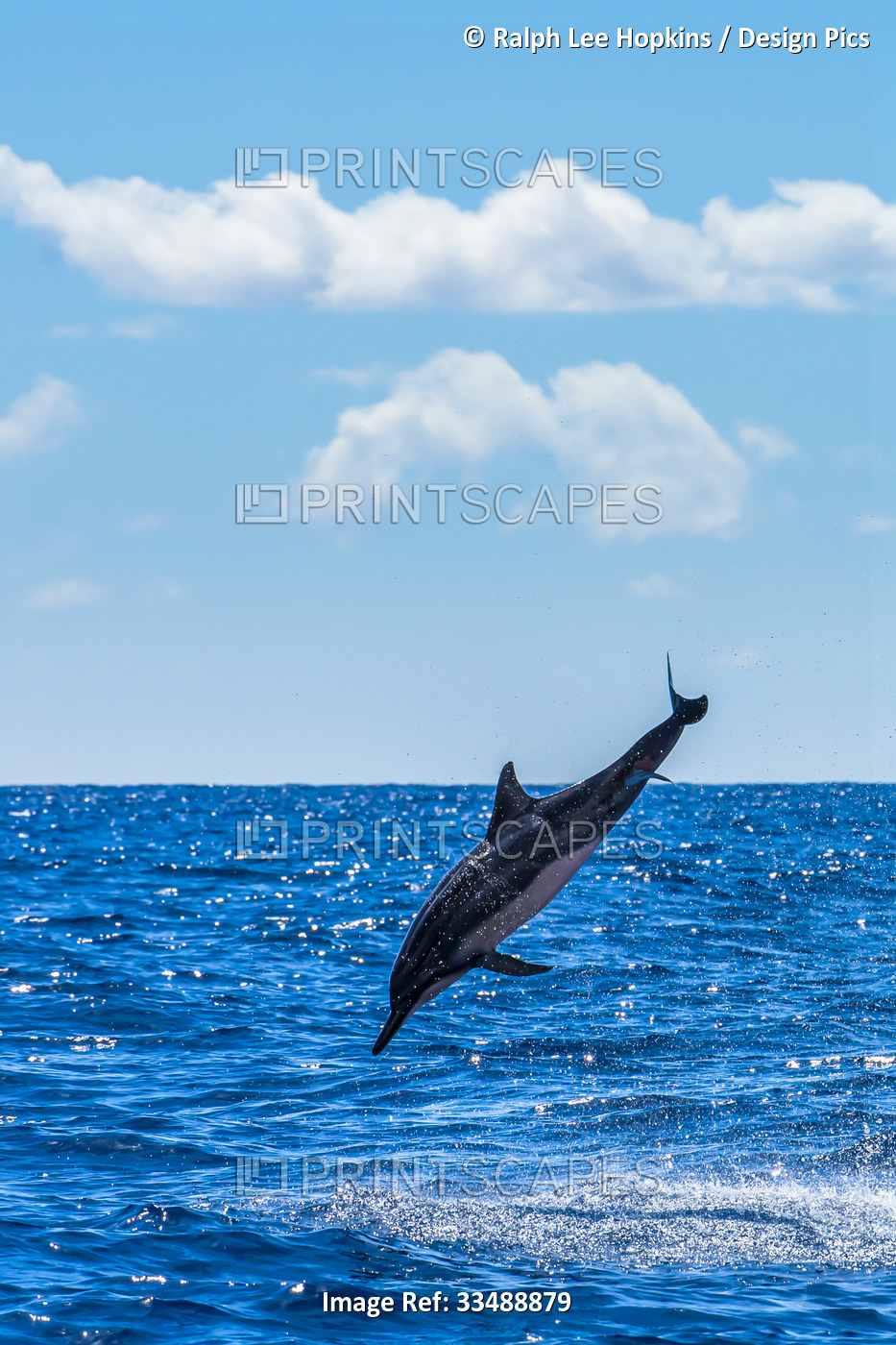 A Hawaiian spinner dolphin leaps over the Pacific Ocean.