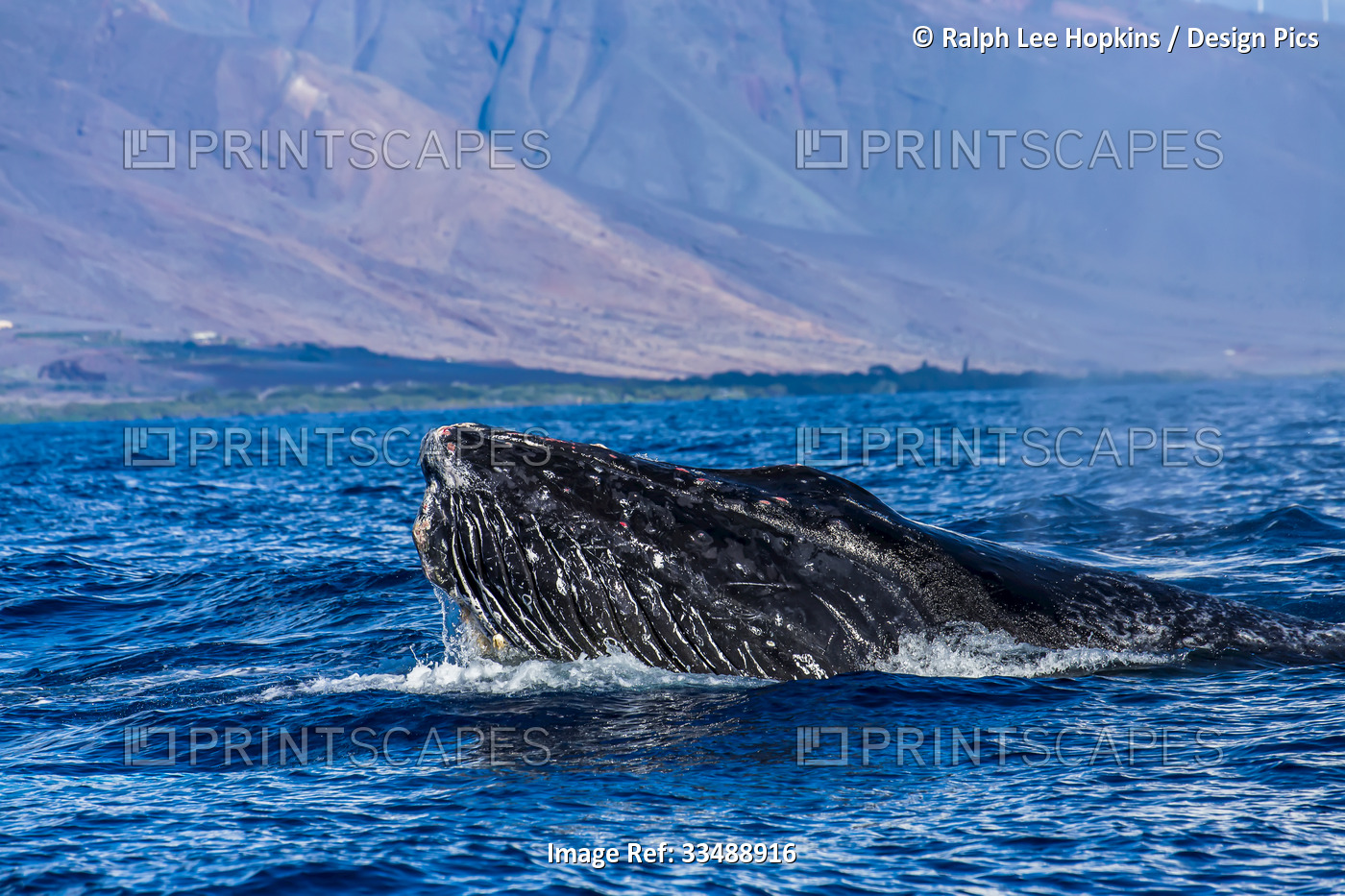 A humpback whale head lunges out of the Pacific Ocean.