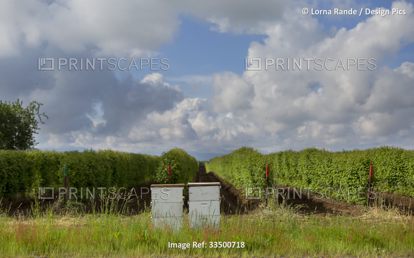 Rows of raspberry plants with man-made bee hives at the edge of the field; ...