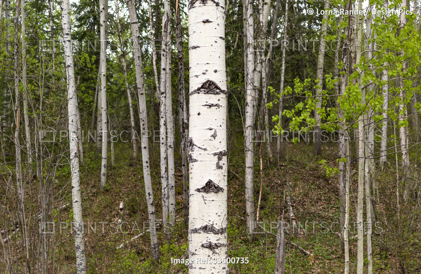 View through birch trees (Betula) on a drive south of Prince George to Fraser ...