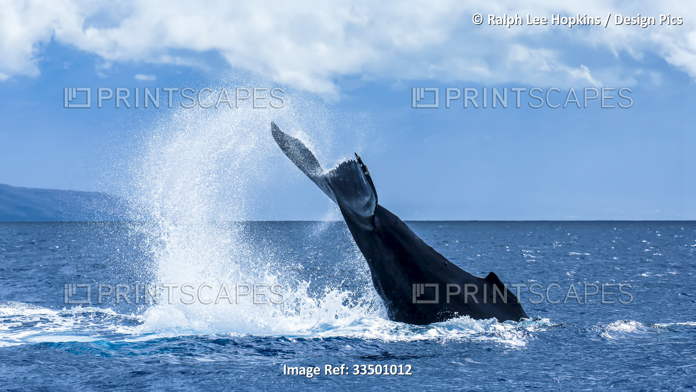 A humpback whale performs a tail throw in the Pacific.