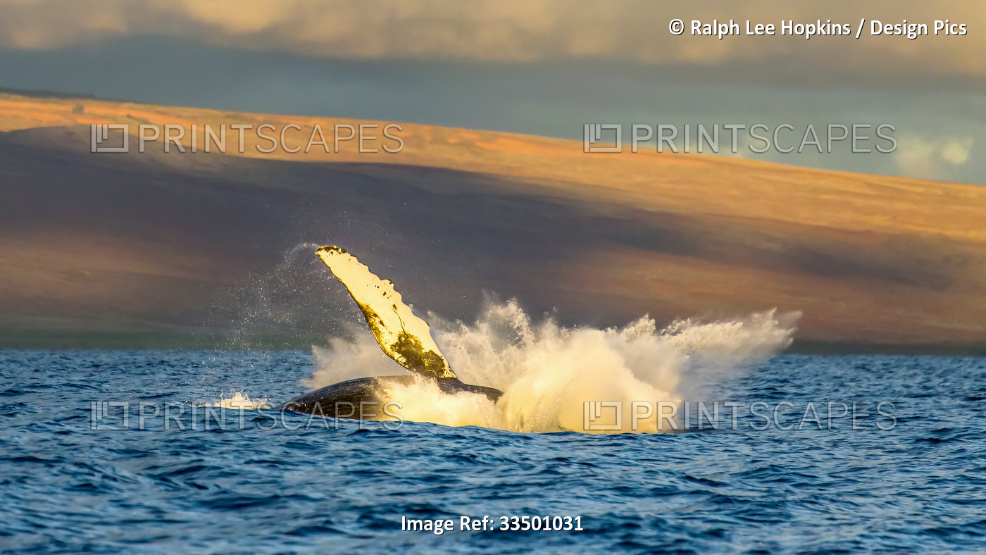 A humpback whale splashes into the Pacific after breaching.