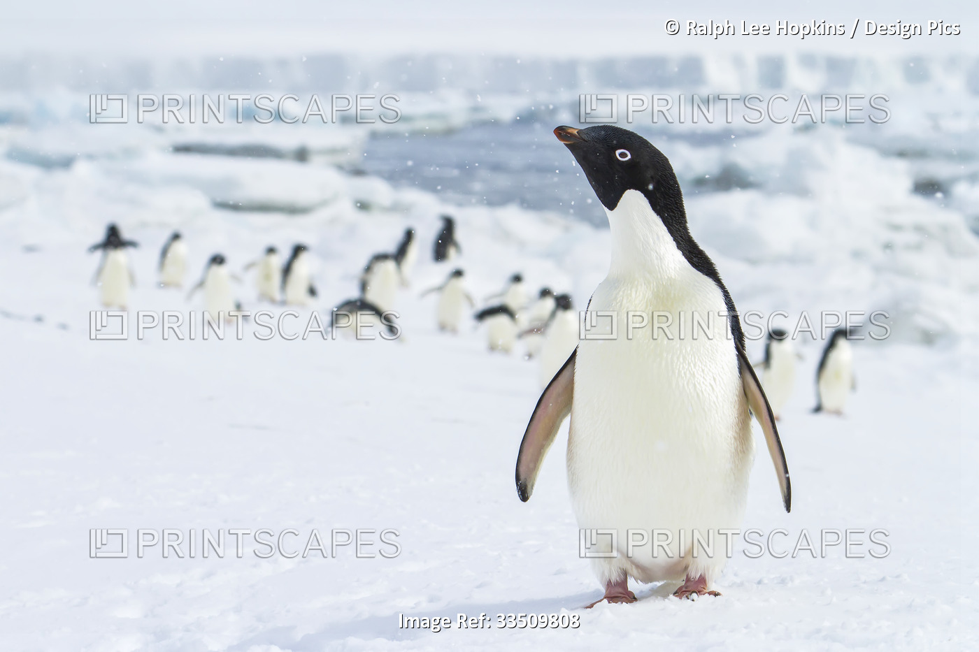 Portrait of an adelie penguin with it's colony in the background.