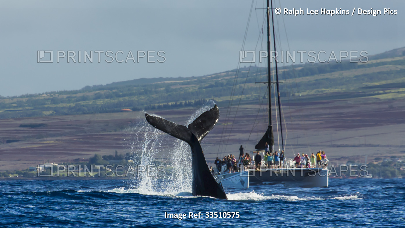 A boat of tourists watch a humpback whales tail over the Pacific.