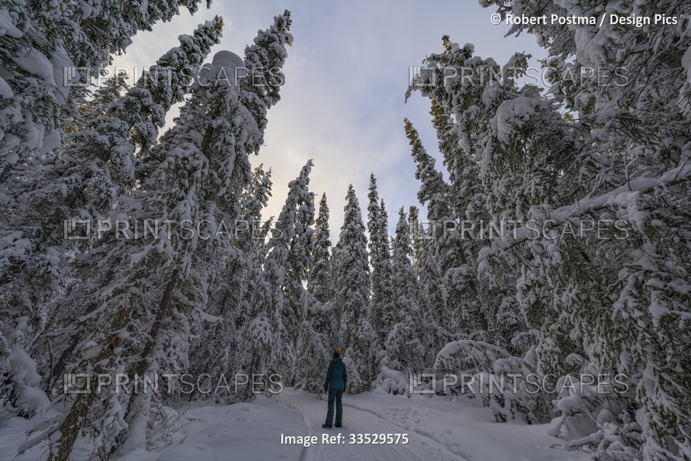 View taken from behind of a woman walking through a snow covered forest in ...