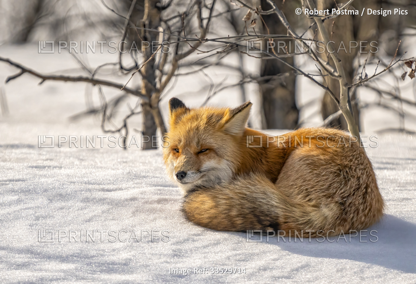 Portrait of a red fox (Vulpes vulpes) resting in the snow; Whitehorse, Yukon, ...