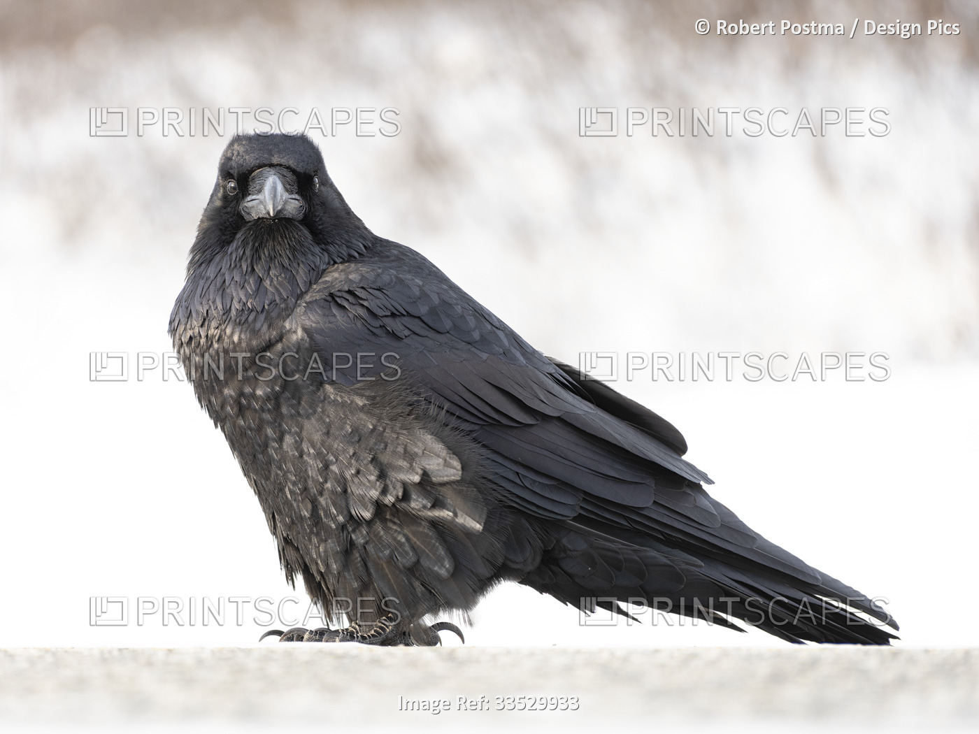 Close-up portrait of a common raven (Corvus corax) standing in the snow, ...