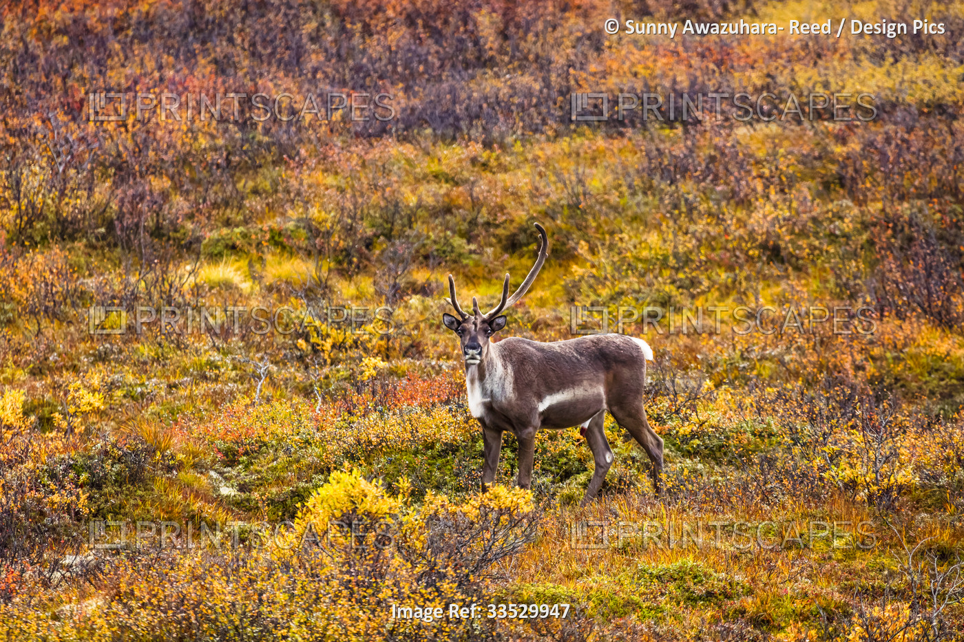 Portrait of a female caribou (Rangifer tarandus) standing in the fall colors of ...
