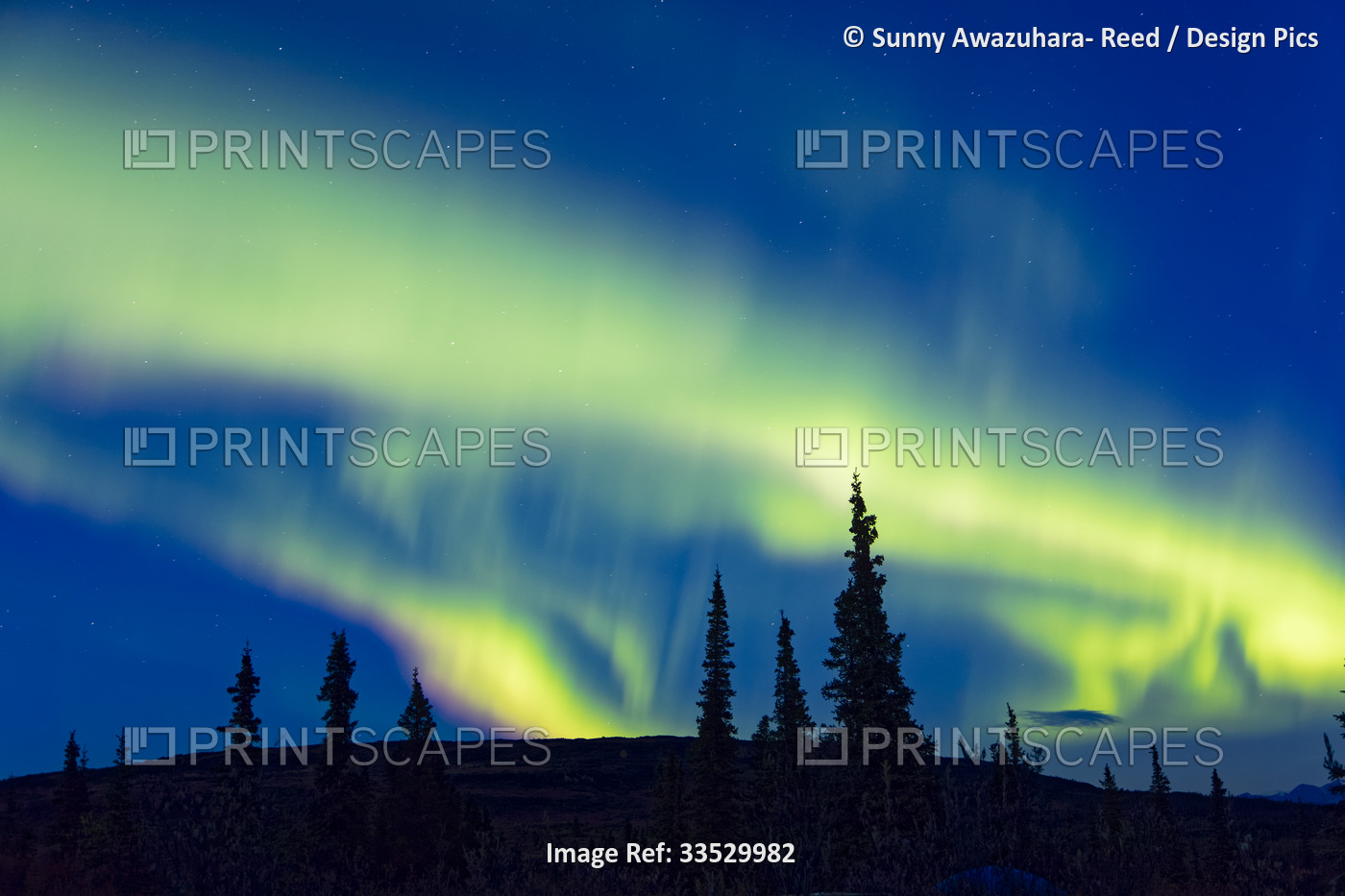 Northern Lights dancing over tundra hill in Denali National Park and Preserve, ...