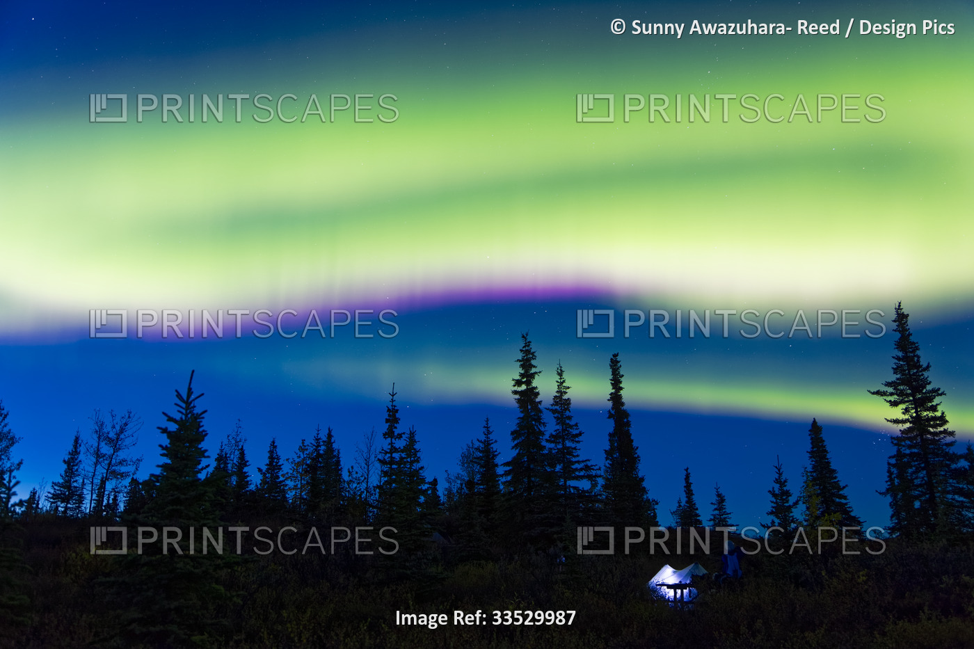 Northern Lights dancing over tundra hill in Denali National Park and Preserve ...