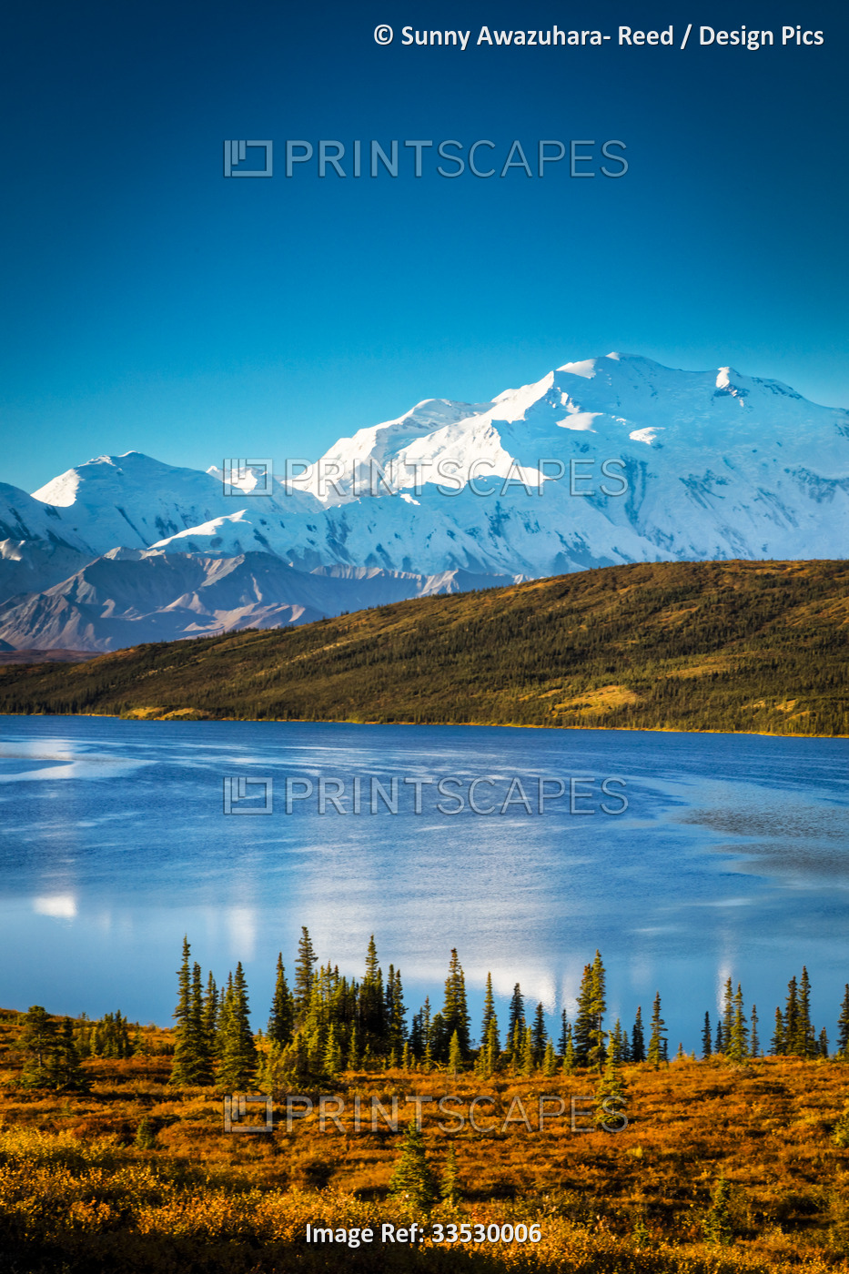 Mount Denali (McKinley) reflects on Wonder Lake surrounded with warm fall color ...