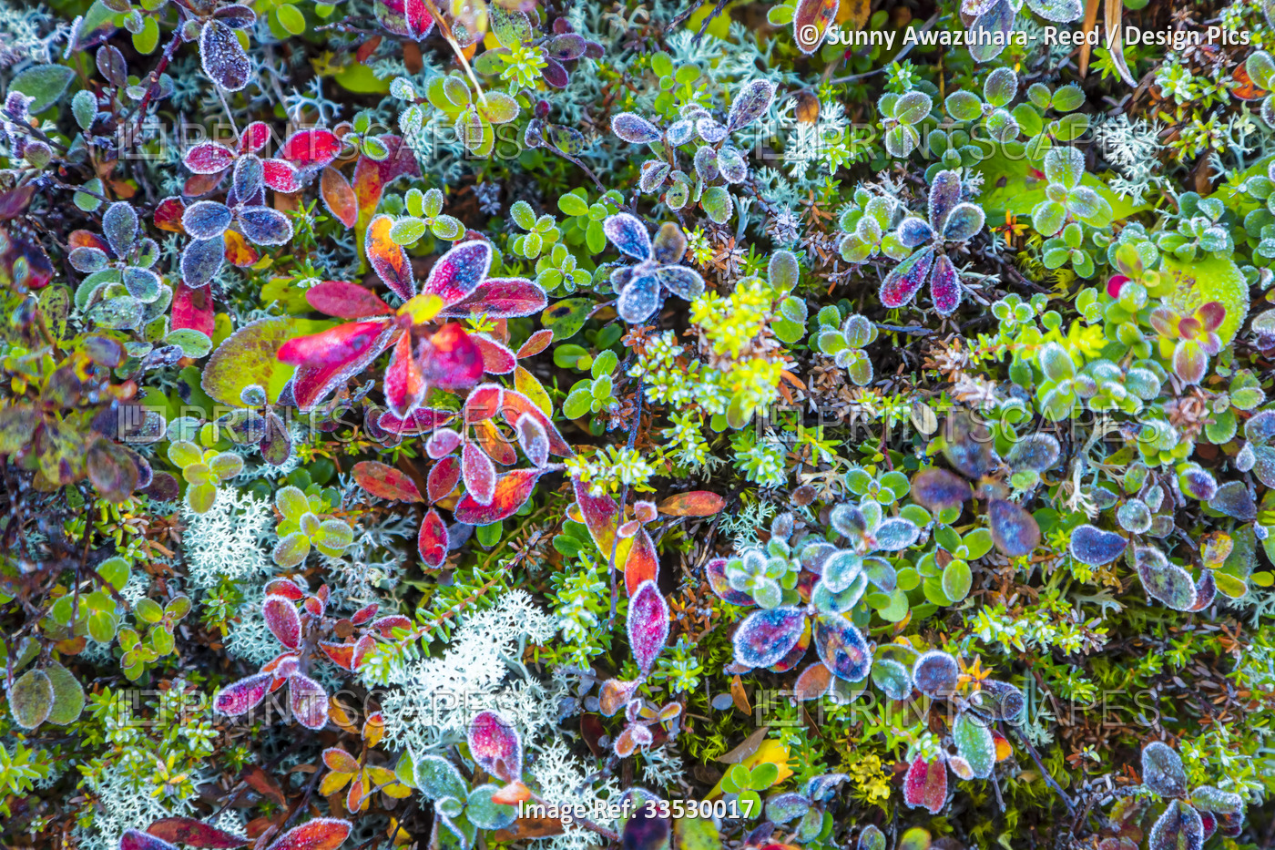 Close up of a variety of tundra vegetation, including Crowberry (Empetrum ...