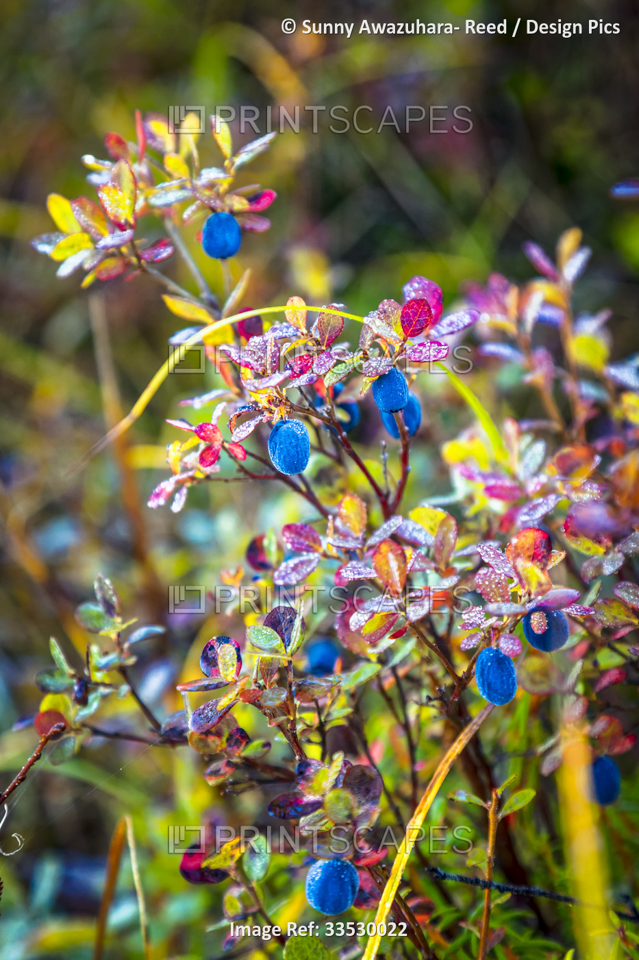 Close up of fall colored blueberry plant with frost; Denali National Park & ...