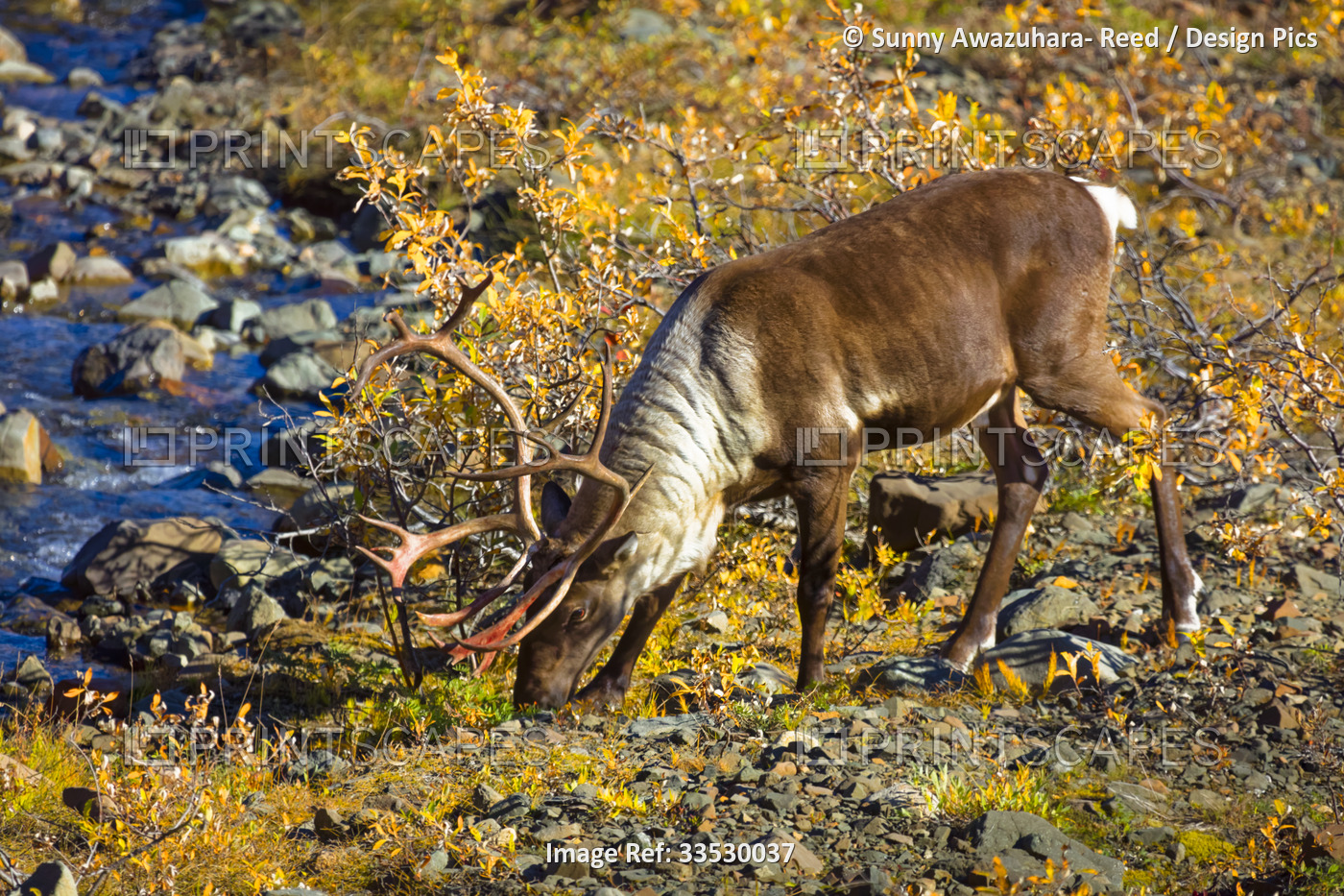 Bull caribou (Rangifer tarandus) grazing on vegetation, fall color bush on the ...