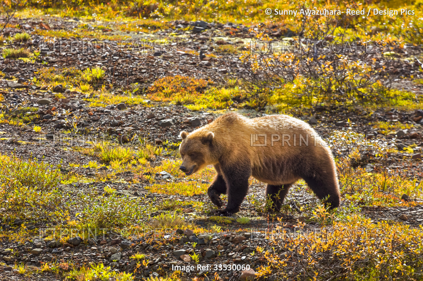 Grizzly Bear (Ursus arctos horribilis) walking through the fall colored ...