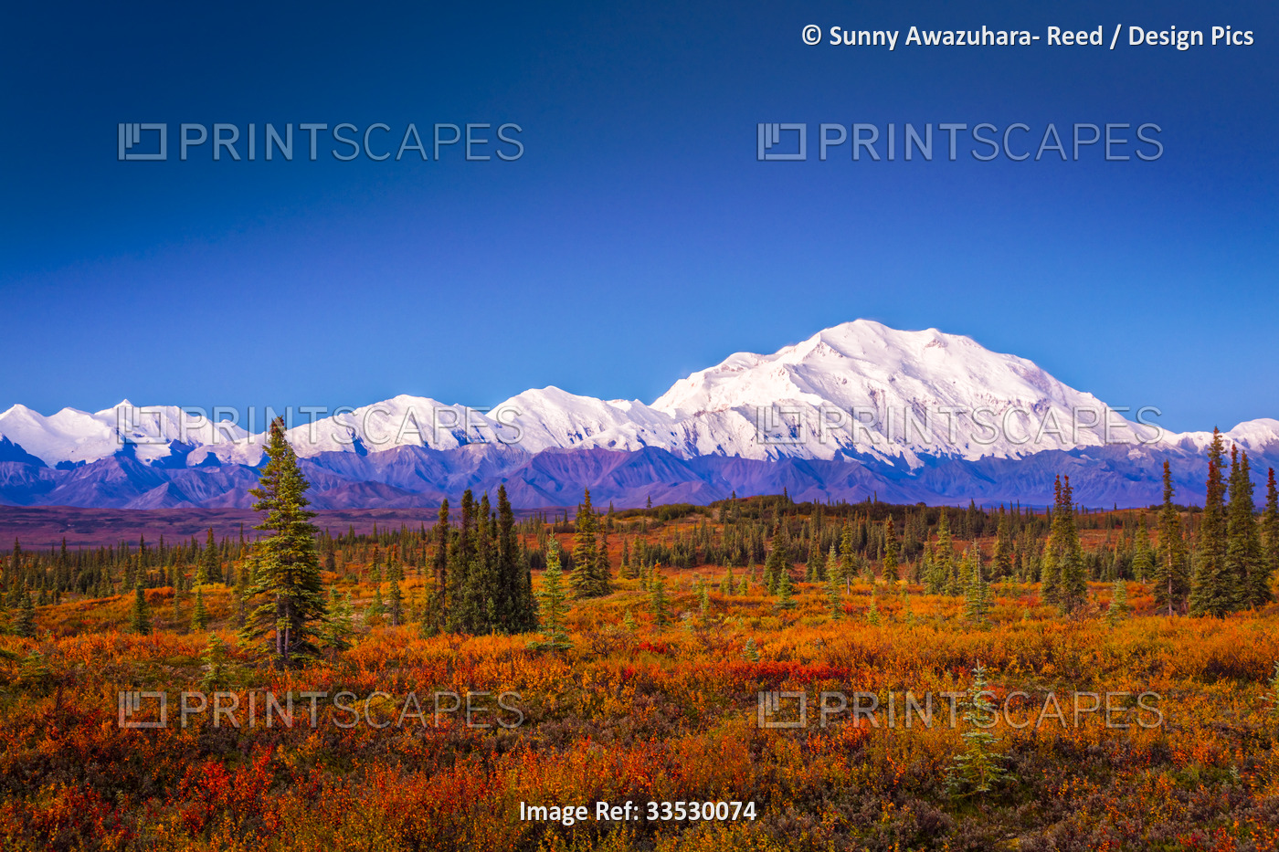 Mount Denali (McKinley) at dawn with fall colors of the tundra in the ...