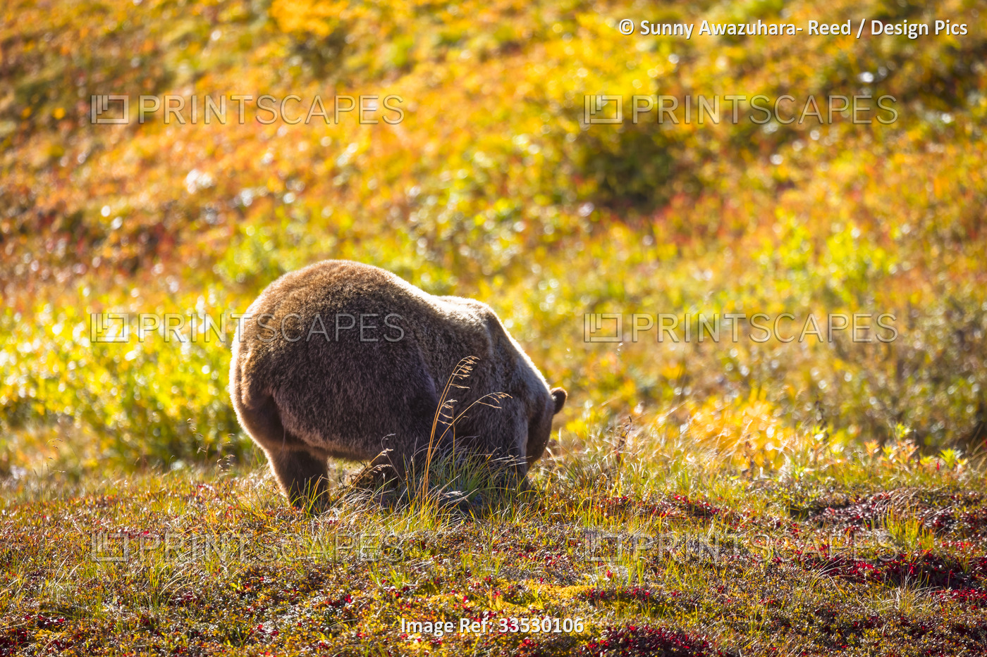 Close-up view taken from behind of a grizzly bear's (Ursus arctos horribilis) ...