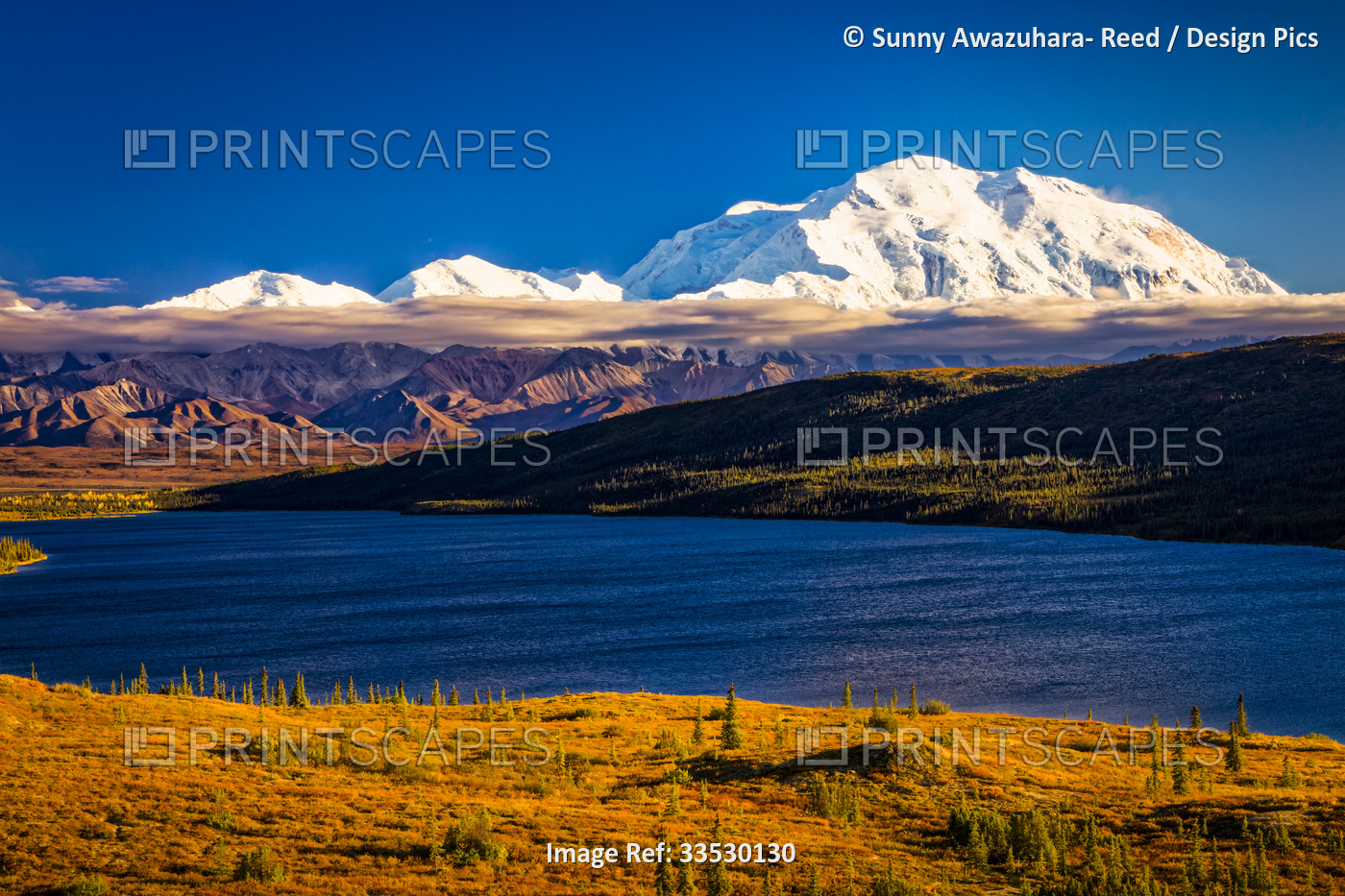 Mount Denali (McKinley) above Wonder Lake with the golden fall colored tundra ...