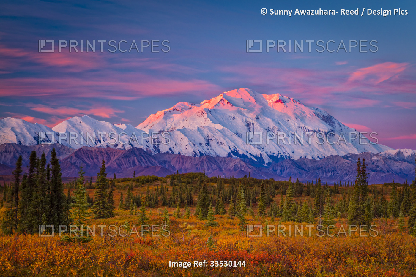Pink glow of sunrise reflected on the snow-capped Mount Denali (McKinley)with ...