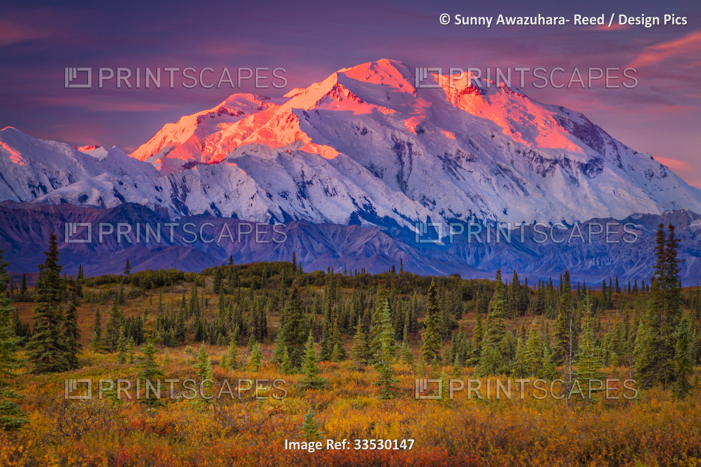 Mount Denali (McKinley) glow at sunrise. Autumn coloured tundra in the ...