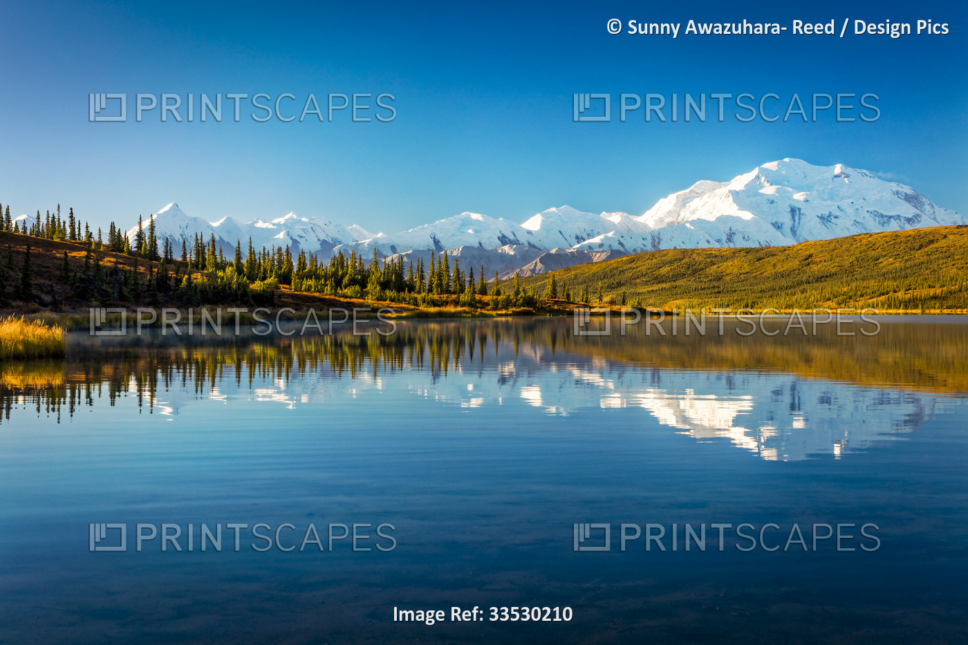 Mount Denali (McKinley) reflects on Wonder Lake with autumn coloured tundra ...
