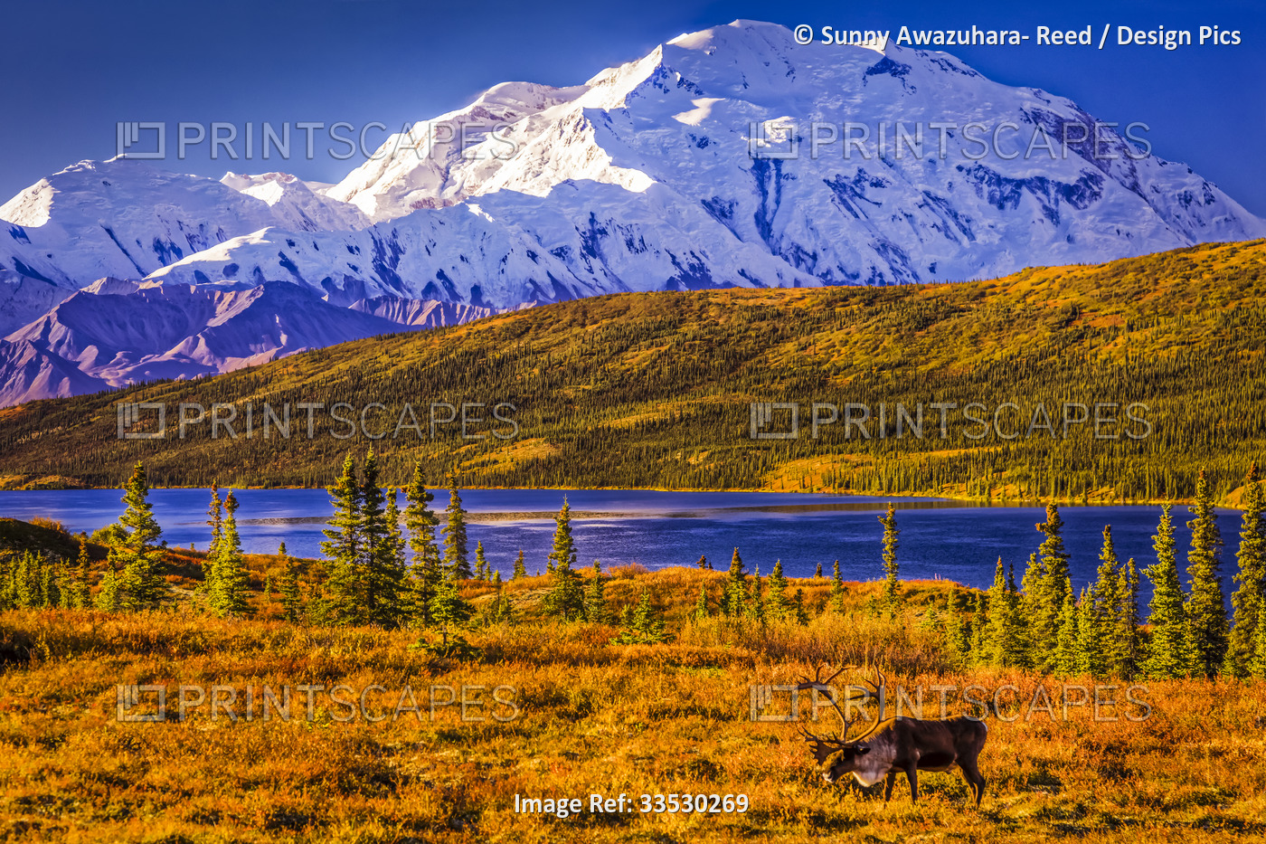 Bull Caribou (Rangifer tarandus) feeding on autumn coloured tundra with Mount ...