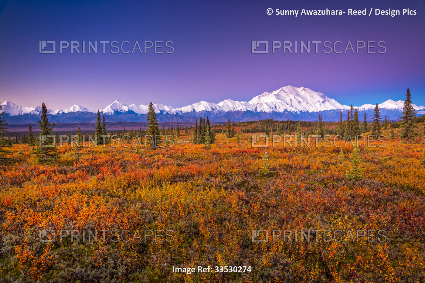 Mount Denali (McKinley) glow at sunrise. Autumn coloured tundra in the ...