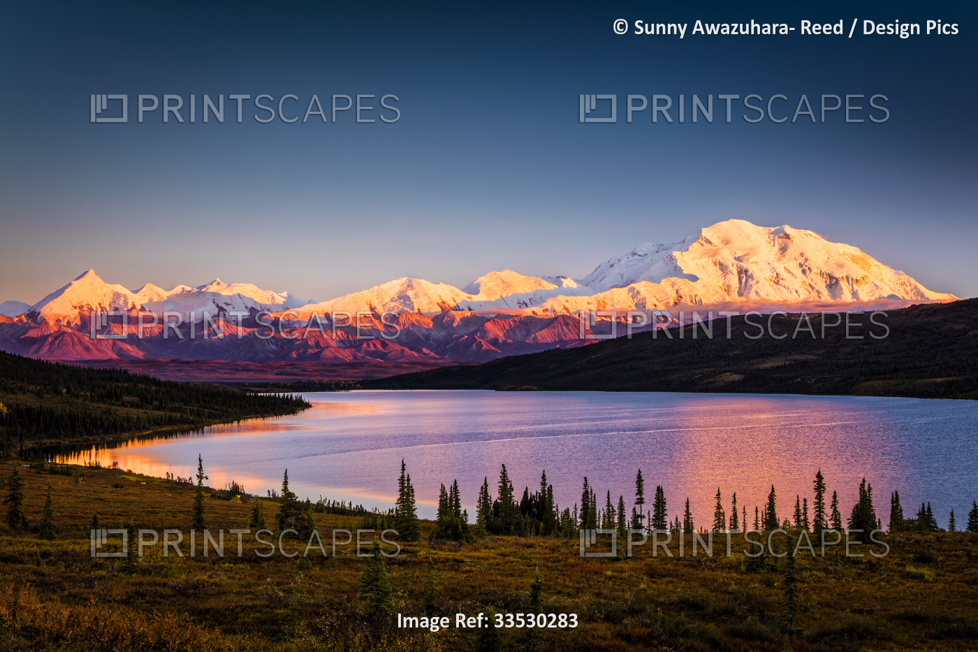 Sunset glow on Mount Denali (McKinley) reflects on Wonder Lake with blue sky, ...