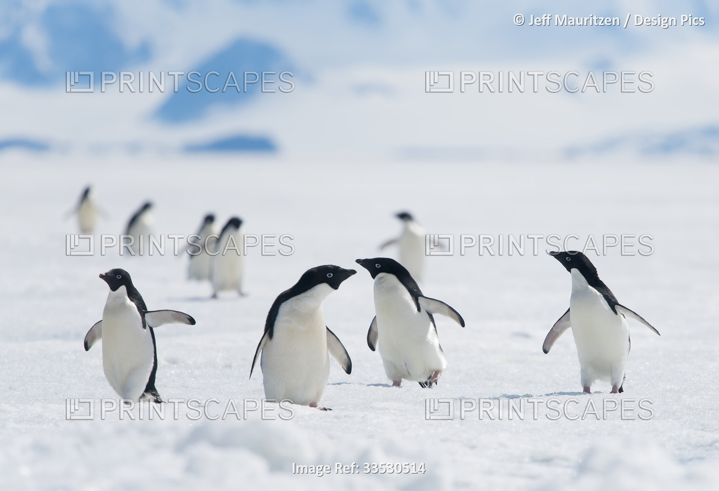 A group of Adelie penguins (Pygoscelis adeliae) walk along the sea ice off the ...