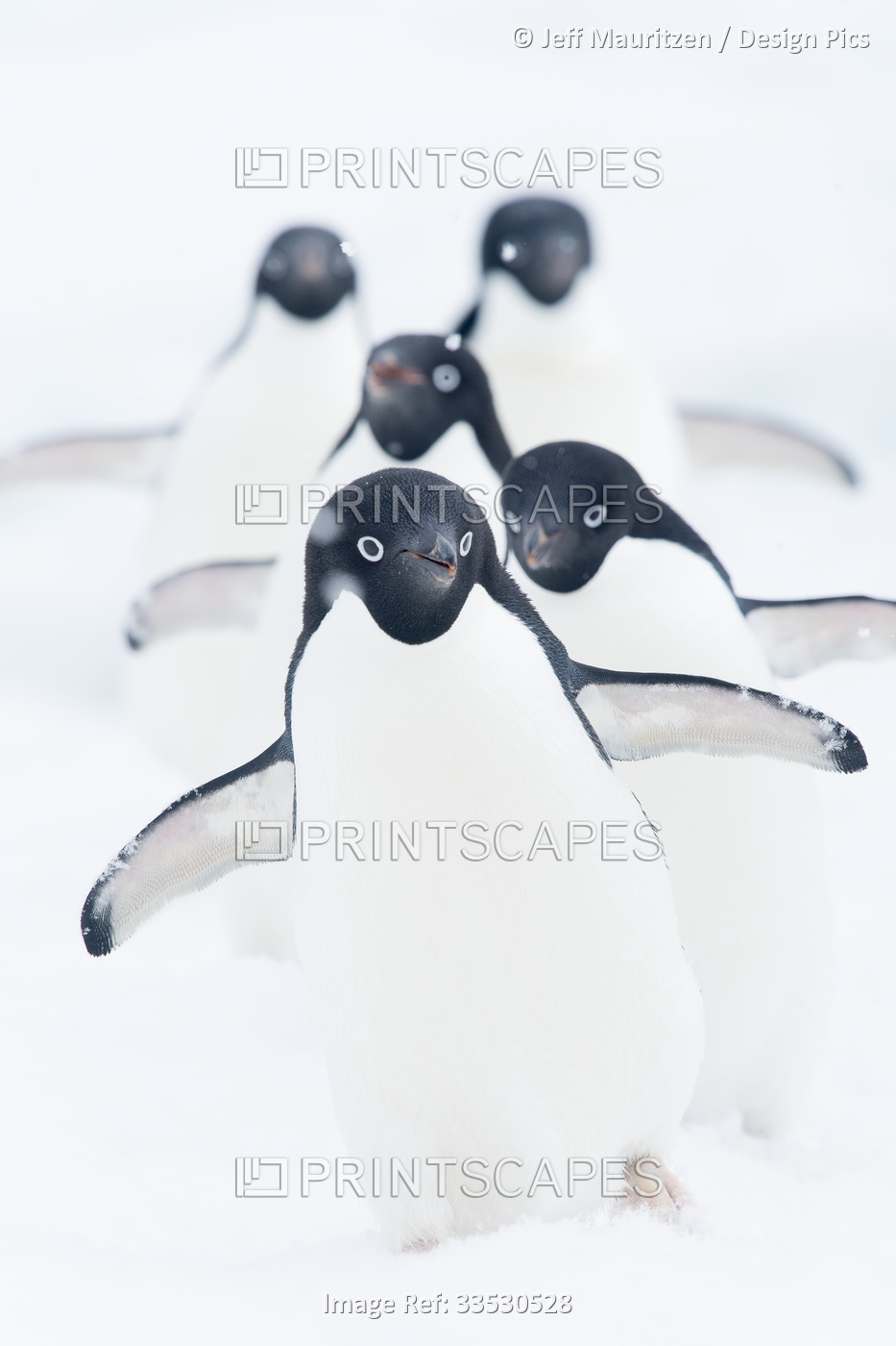 Adelie penguins (Pygoscelis adeliae) walk in a row through the snow on an ice ...