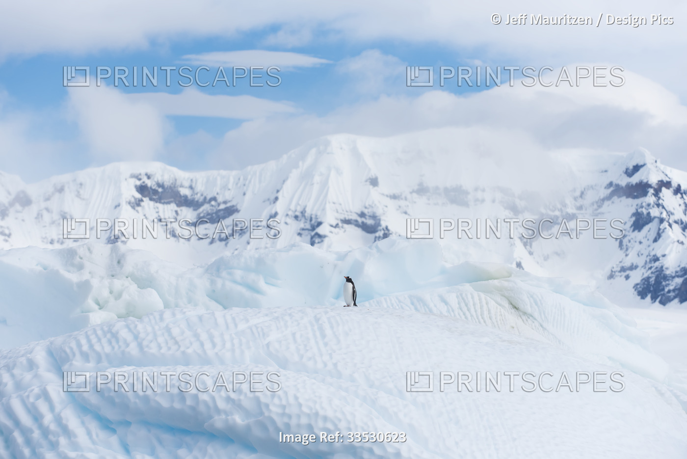 Lone Gentoo penguin (Pygoscelis papua) on the top of an iceberg in Western ...