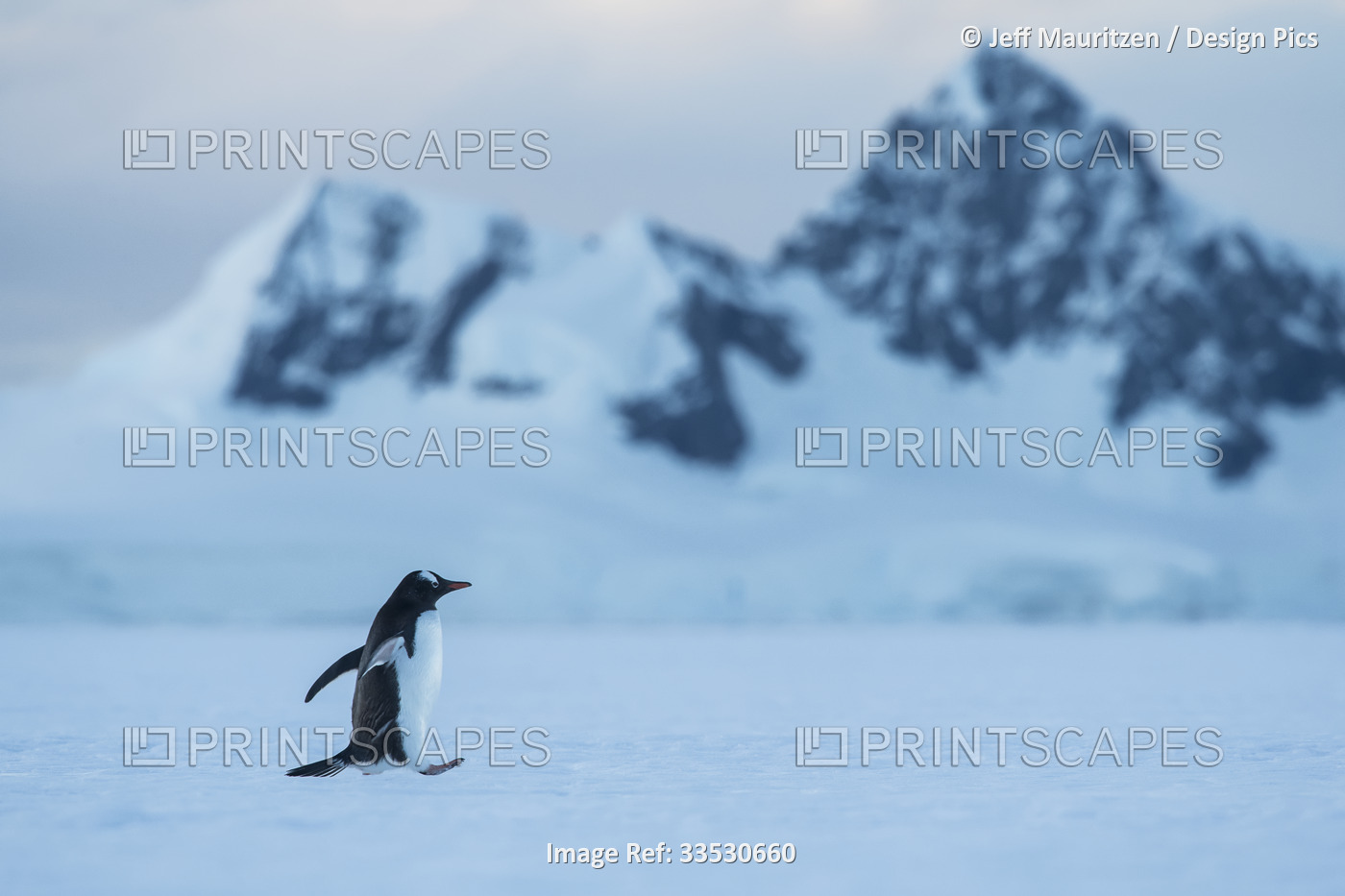 Gentoo penguin (Pygoscelis papua) walks across the ice in Wilhelmina Bay; ...