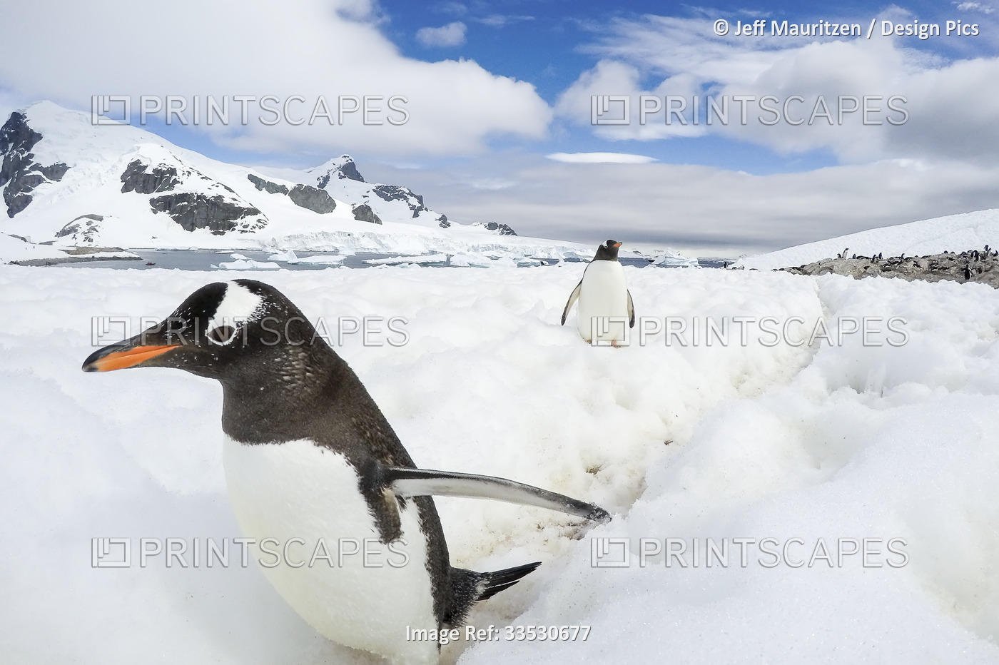 Gentoo penguins (Pygoscelis papua)walking across snow in the Antarctic; ...