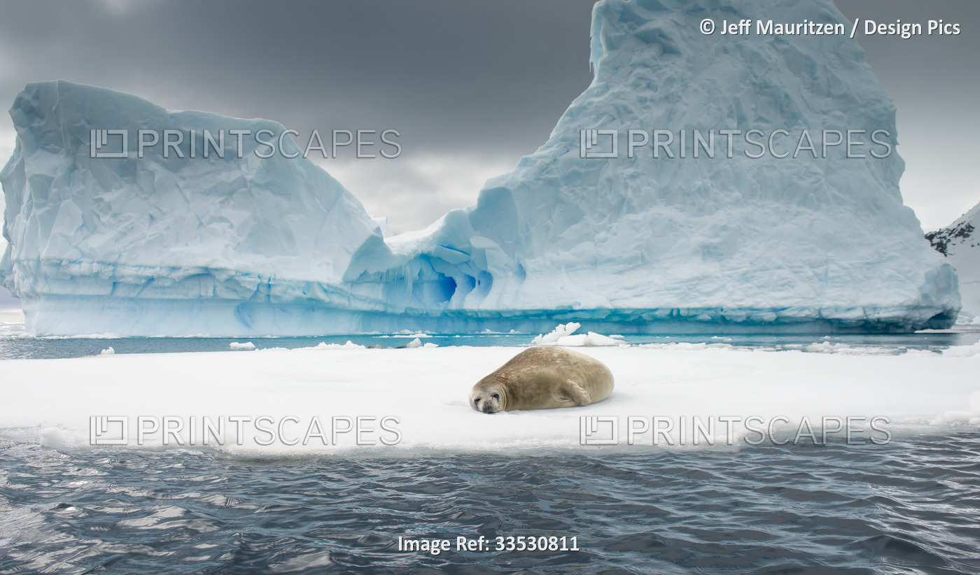 A Crabeater seal (Lobodon carcinophaga) rests on ice near an iceberg in the ...