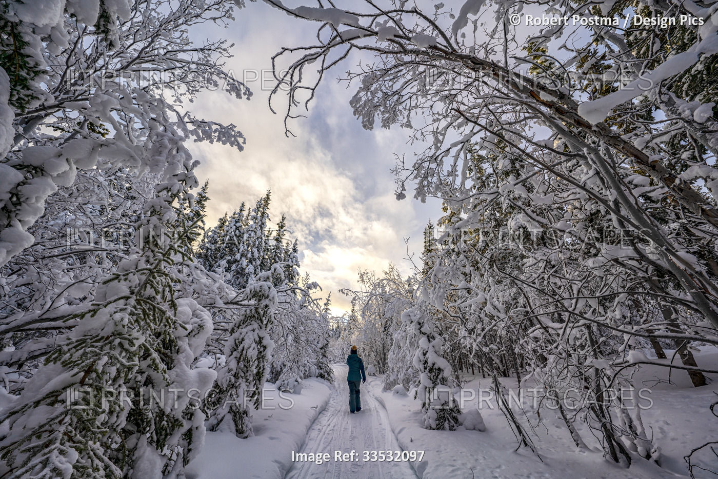 Woman walking through a winter landscape in Whitehorse, Yukon; Whitehorse, ...