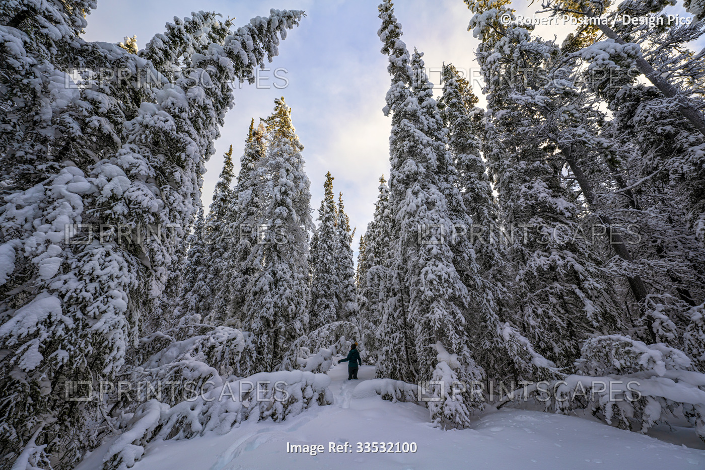 Woman walking through deep snow in a forest in Whitehorse, Yukon; Whitehorse, ...