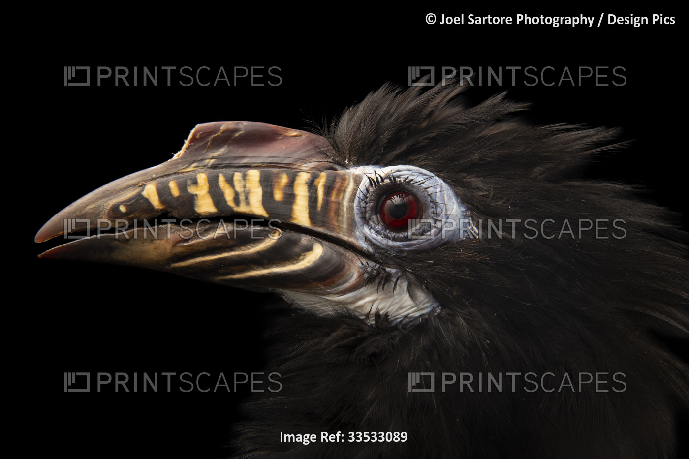 Portrait of an endangered, female Visayan tarictic hornbill (Penelopides panini ...