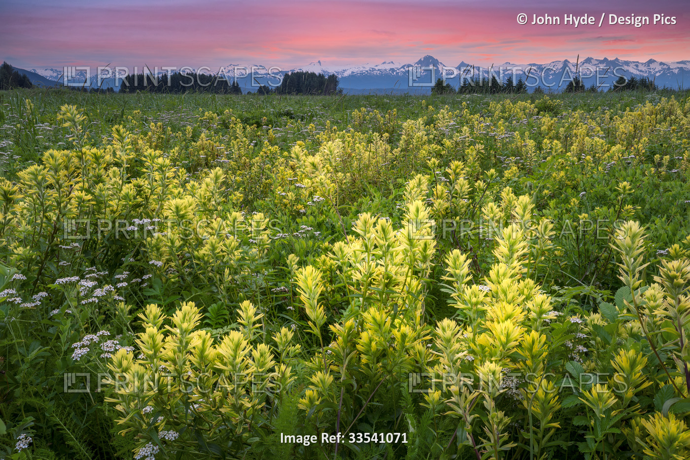 Field of wildflowers with yellow Indian Paintbrushes (Castilleja) at Eagle ...
